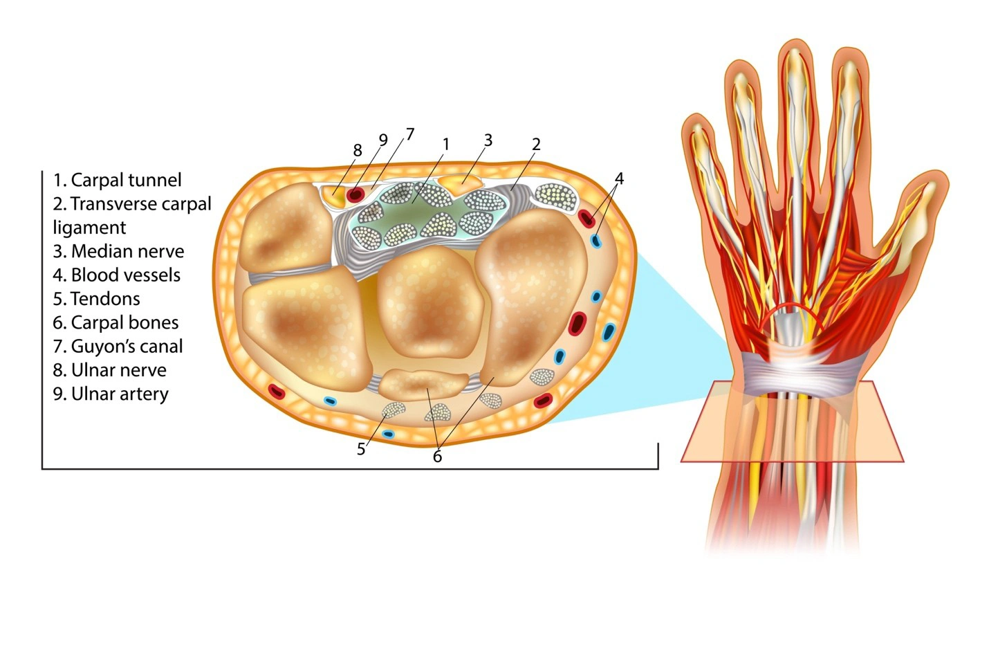 Diagram showing carpal tunnel in the human hand