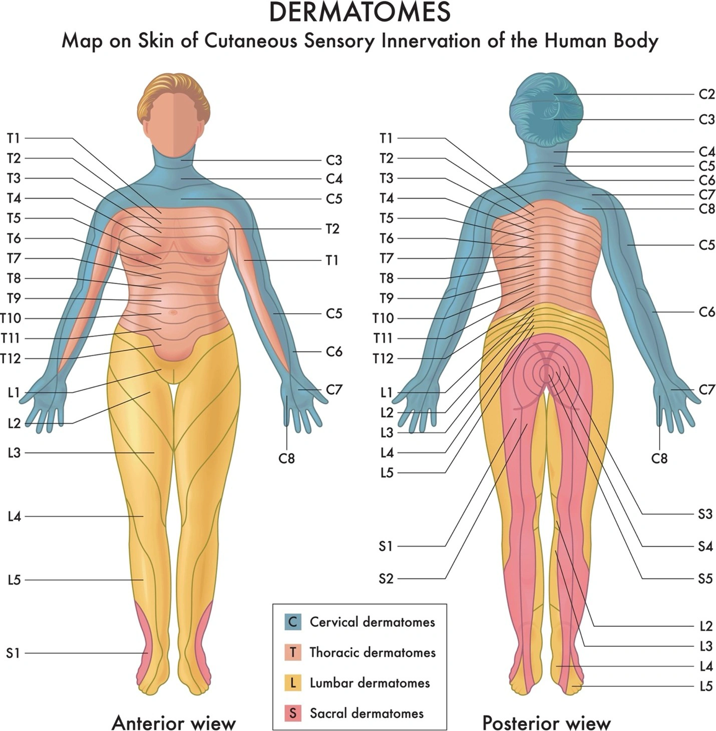 Body diagram showing dermatomes of the human body