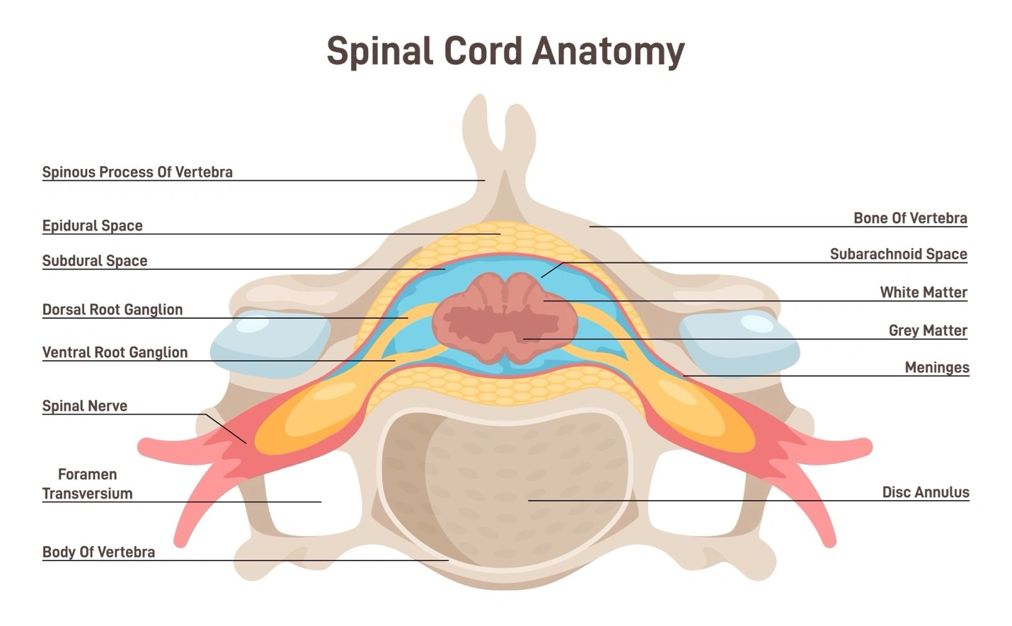 Diagram showing spinal cord anatomy
